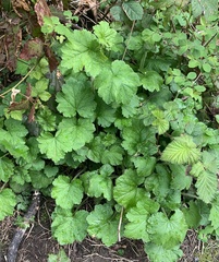 Tellima