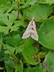 Diasemia accalis