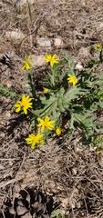 Senecio vernalis