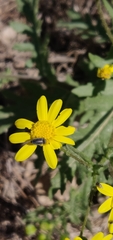 Senecio vernalis