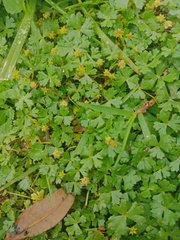 Hydrocotyle batrachium