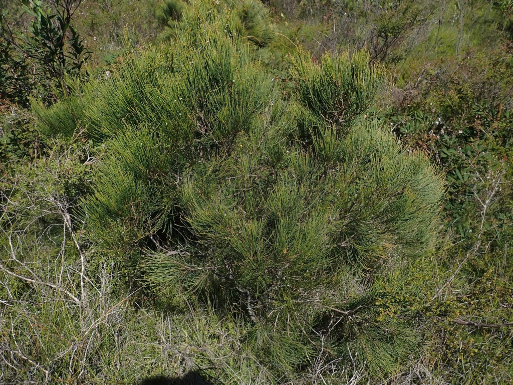 Allocasuarina thalassoscopica