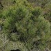 Allocasuarina thalassoscopica - Photo (c) Adrian Gale, some rights reserved (CC BY-NC), uploaded by Adrian Gale