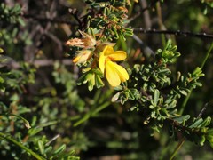 Pultenaea rostrata