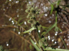Fuirena ciliaris