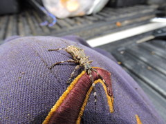 Hexatricha pulverulenta