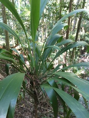 Cordyline petiolaris
