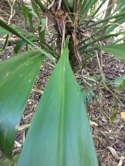Cordyline petiolaris