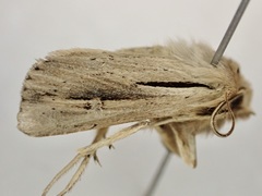 Ichneutica propria