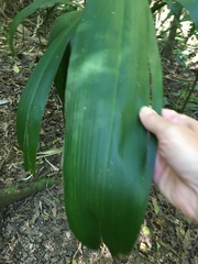 Cordyline petiolaris