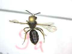 Andrena