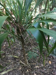Cordyline petiolaris