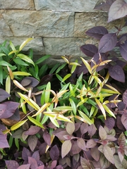 Syzygium myrtifolium