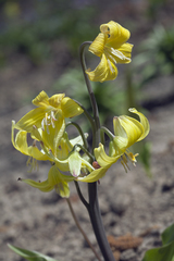Erythronium tuolumnense