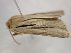 Ichneutica propria