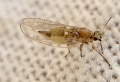 Triozidae