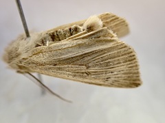 Ichneutica cornuta
