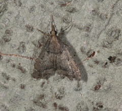 Diplopseustis