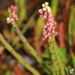 Leptomeria - Photo (c) Graham Zemunik, algunos derechos reservados (CC BY-NC), subido por Graham Zemunik