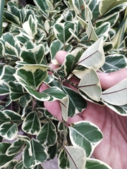 Ficus deltoidea