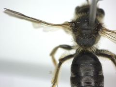 Andrena