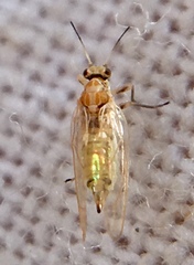 Triozidae