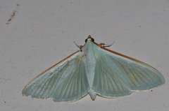 Stemorrhages sericea