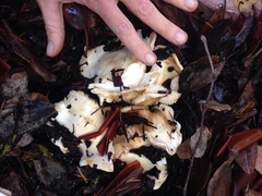 Cantharellus subalbidus image