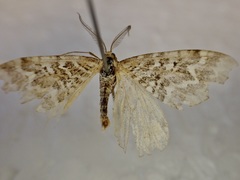 Asaphodes clarata