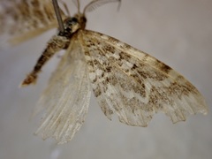 Asaphodes clarata