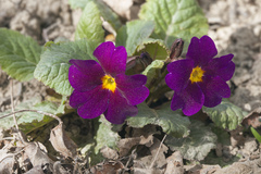 Primula × pruhonicensis