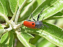Labidostomis rufa