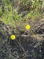 Crocanthemum aldersonii