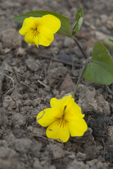 Viola orientalis