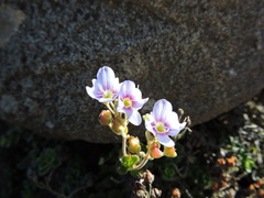 Veronica hookeriana