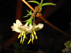 Lonicera harae
