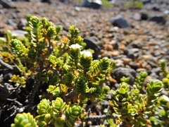 Pimelea microphylla