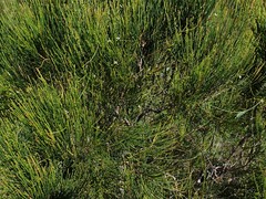Allocasuarina thalassoscopica