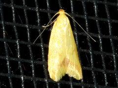 Aeolothapsa malacella