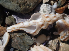 Marmorofusus nicobaricus