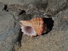 Turritriton labiosus