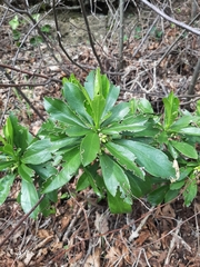 Daphne laureola