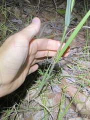 Capillipedium spicigerum