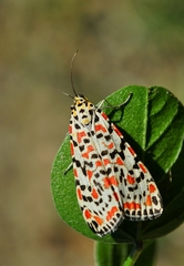 Utetheisa pulchella