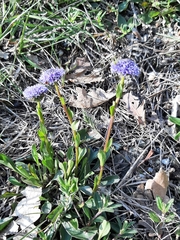 Globularia bisnagarica