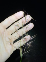 Capillipedium spicigerum