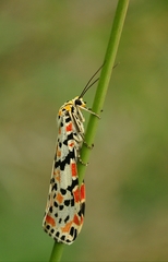 Utetheisa pulchella