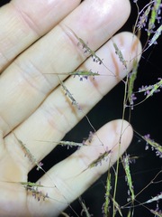 Capillipedium spicigerum