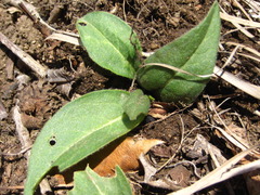 Koenigia alpina