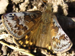 Erynnis montanus